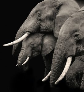 Elefanten repräsentieren Stärke und Zusammenhalt